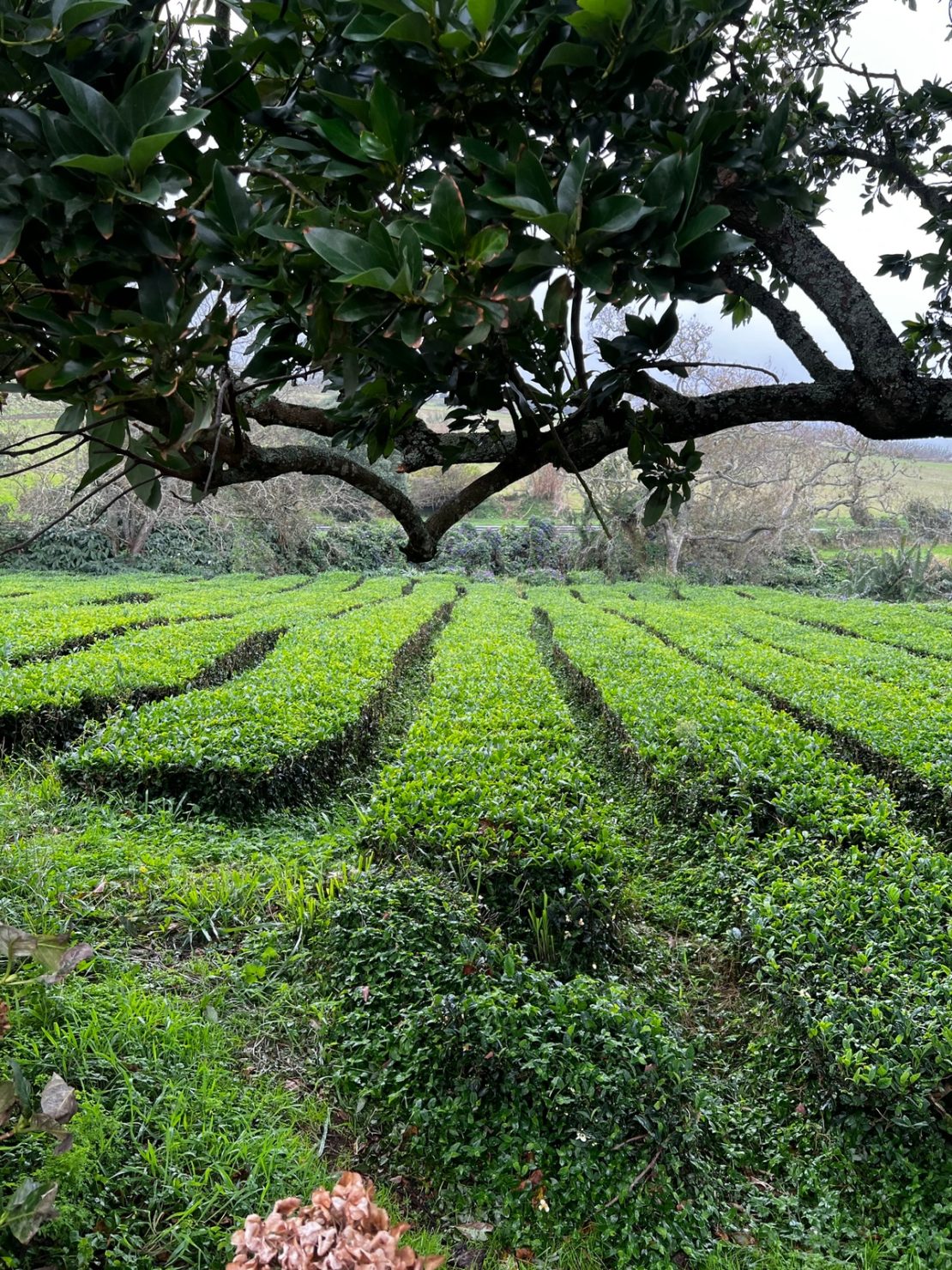 Food Safaris Açores Produção de chá